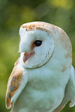 Barn Owl close up