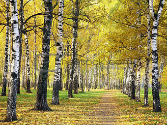 Pathway in golden autumn park