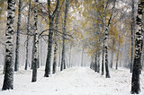 Snowstorm in autumn park