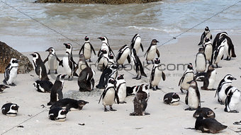 African Penguins on Boulders Beach, Cape Town, South Africa