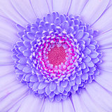 Purple gerbera flower isolated