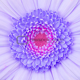 Purple gerbera flower isolated