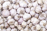 Garlic in market - Allium sativum Linn.  