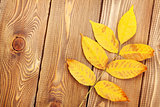 Autumn leaves over wood background