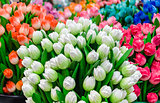 Traditional wooden colorful tulips at souvenir shop in Amsterdam