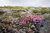 Icelandic flowers