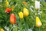 Beautiful varicolored tulips. Nature background. 