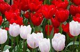 Red and white tulips closeup.