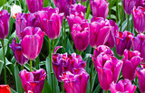 Beautiful purple tulips closeup.