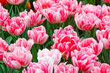 Beautiful pink tulips closeup.