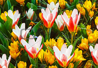 Spring yellow crocuses and white-red tulips (macro)
