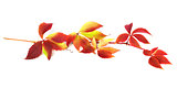 Branch of autumn grapes leaves (Parthenocissus quinquefolia foli