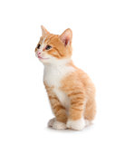 Cute orange kitten looking up on a white background.