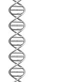 the dna helix