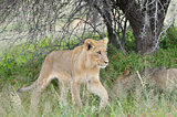 Young lion in the Kalahari
