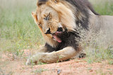 Male lion in the Kalahari