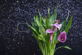 purple calla lilies