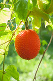 Gac fruit, Baby Jackfruit