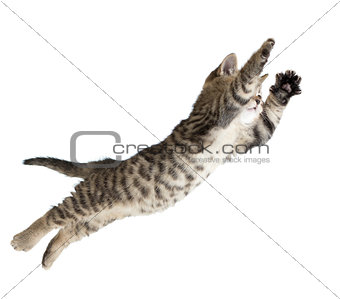Flying or jumping kitten cat isolated on white