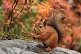 Cute red squirrel in autumn