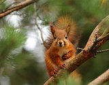 Cute red squirrel in pine tree