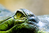 Eye of the gharial