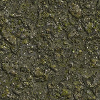 Wizened Swamp Soil with Small Stones.