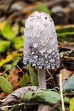 shaggy ink cap mushroom coprinus comatus