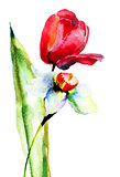 Watercolor illustration of Tulips and Narcissus flowers