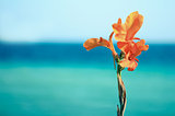 flower on a background of sea