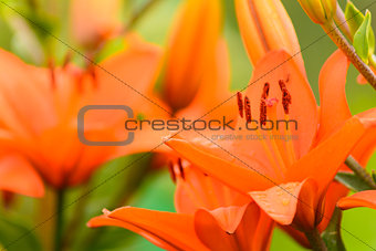 Lily flowers