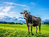 cow with alps