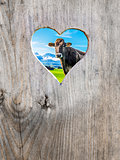 heart in door with cow