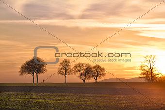 Trees at sunset with walker, Pfalz, Germany