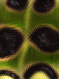 Snakeskin texture