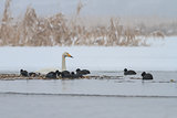 Whooper Swan and Eurasian coot  in winte