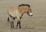 Przewalski's horse in the autumn steppe.