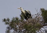 Gray heron sitting in the nest.