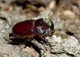 Male rhinoceros beetle.
