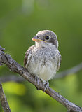 Young Red backed Shrike (Lanius collurio) on a dead branch.