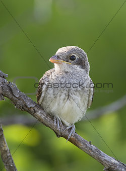 Young Red backed Shrike (Lanius collurio) on a dead branch.