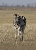 Zebra in the desert that laughs.