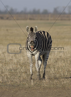 Zebra in the desert that laughs.
