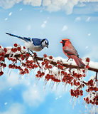 Birds  In Winter