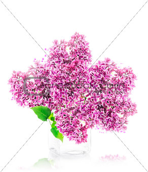 Blossoming lilac 