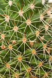 Quills and prickly cactus spines 