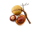 Seed cases and conkers from a red horse chestnut tree