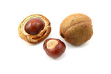 Ripe conkers in open and unopened smooth capsules