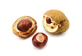 Conkers and open seed cases from a red horse chestnut