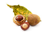 Conkers and smooth seed cases with red horse chestnut leaf
